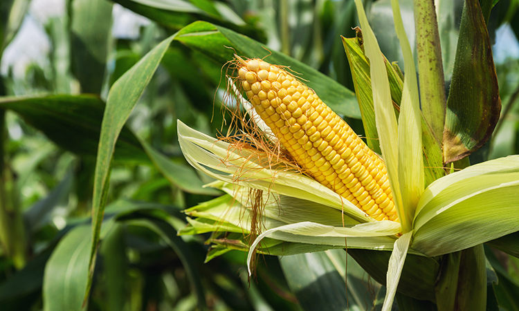 Corn plants offer solution to arsenic-contaminated soil challenges