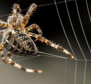 spider silk