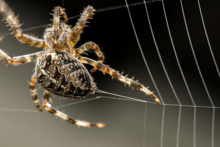 spider silk