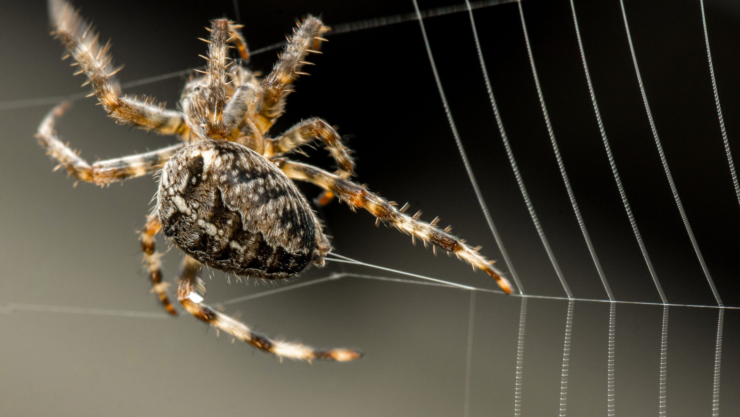 New protein found in strongest spider web material