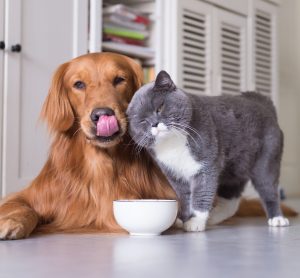 dog and cat pet food