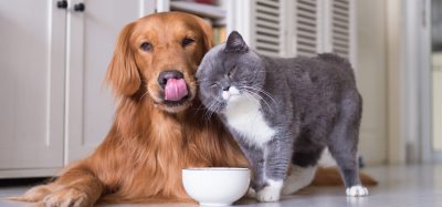 dog and cat pet food