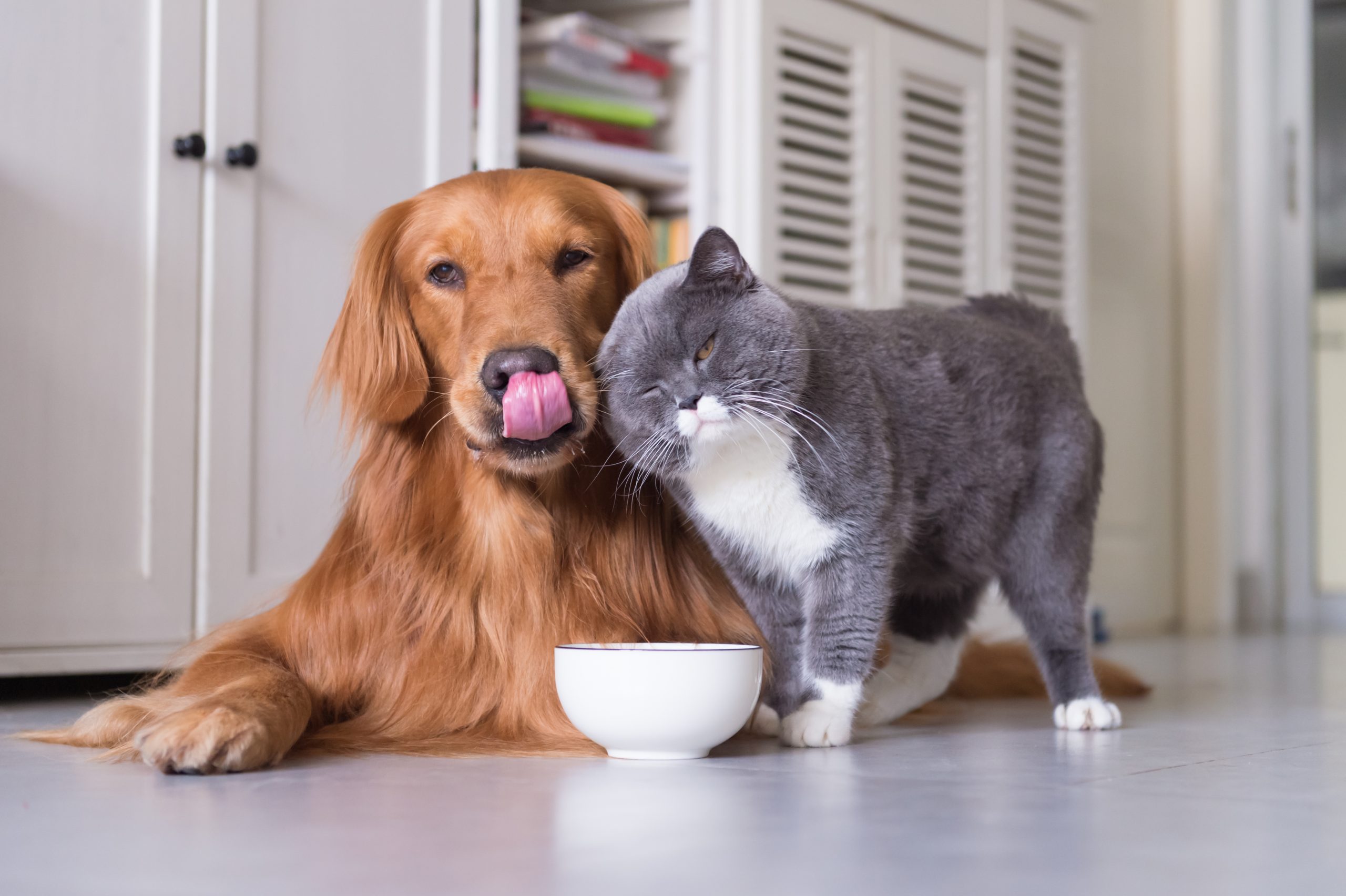 dog and cat pet food