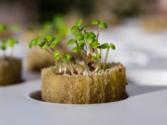 Hydroponic crop