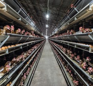 chickens factory farming