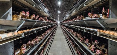 chickens factory farming
