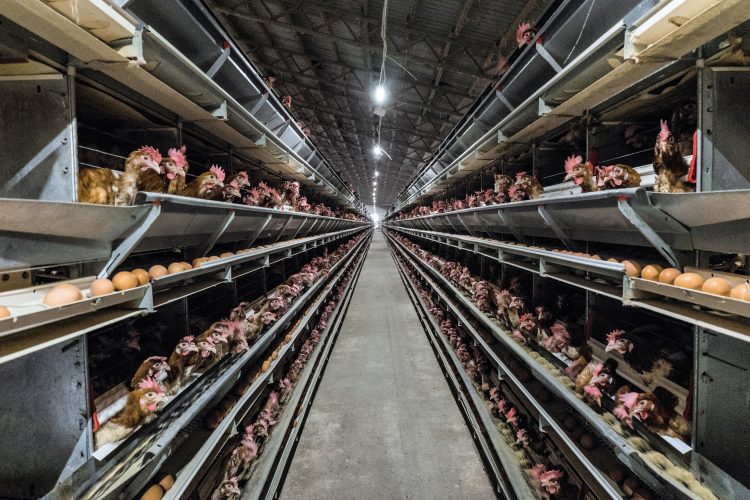 chickens factory farming