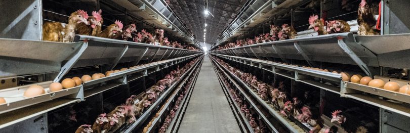 chickens factory farming