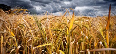 wheat