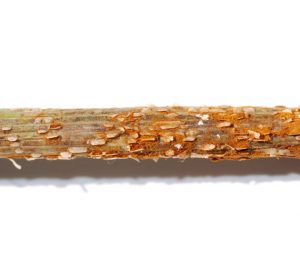 stem rust