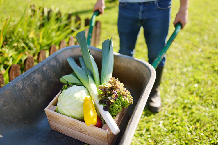 Small farm future