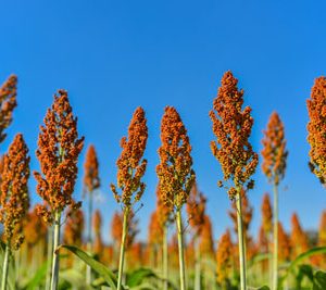 sorghum beer