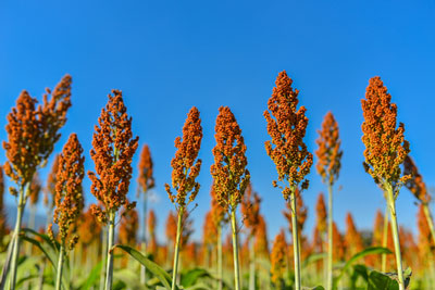 sorghum beer