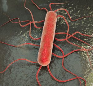 listeria bacterium