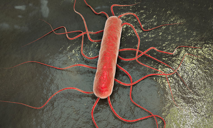 listeria bacterium