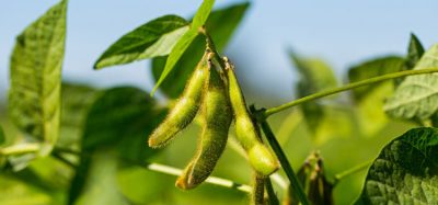 soy farm