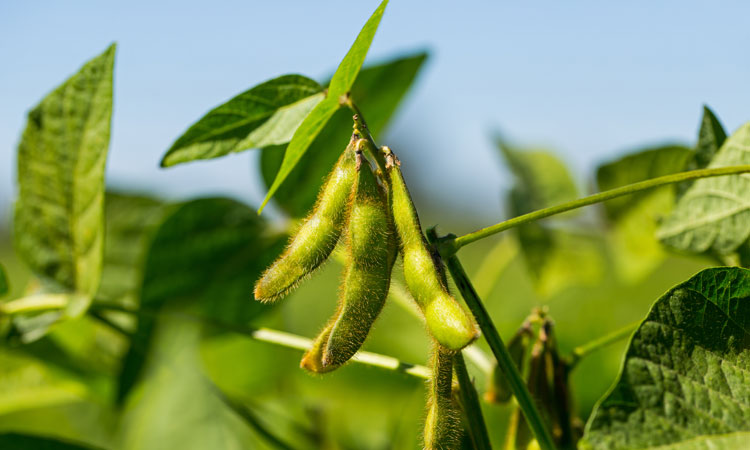 soy farm