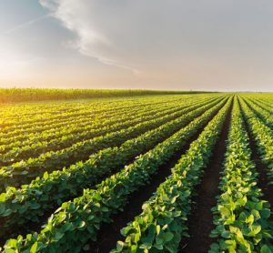 soybean varieties