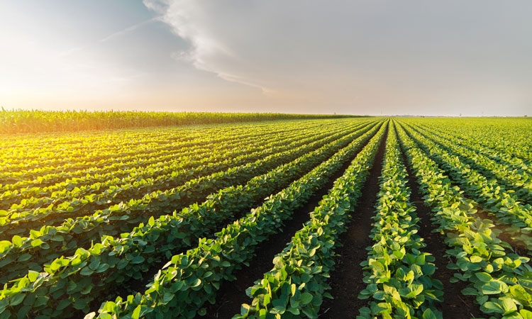 soybean varieties