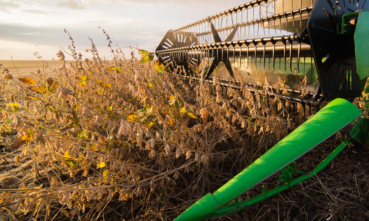 Scientist optimise soybean seeding rates in recent study