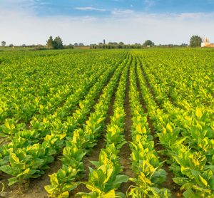 US soy sustainability mark