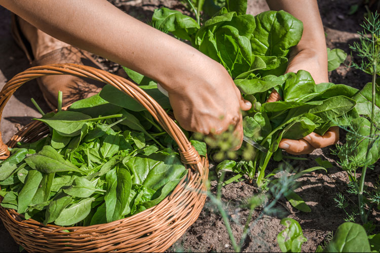 NIRS for spinach