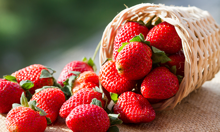 strawberries are commonly grown in the UK 