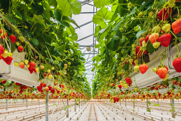 strawberries in polytunnel