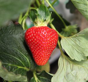 strawberry season