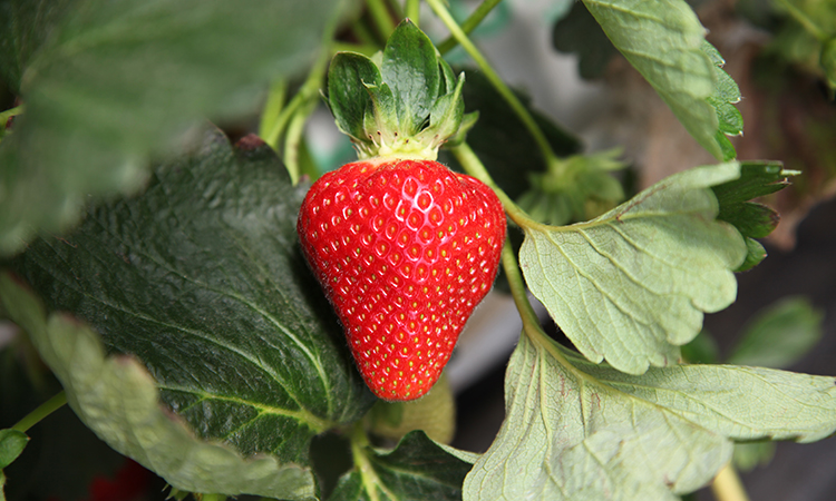 saison des fraises