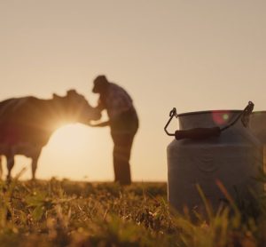 human stroking cow in field