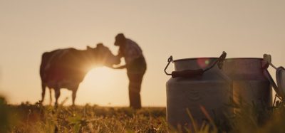 human stroking cow in field