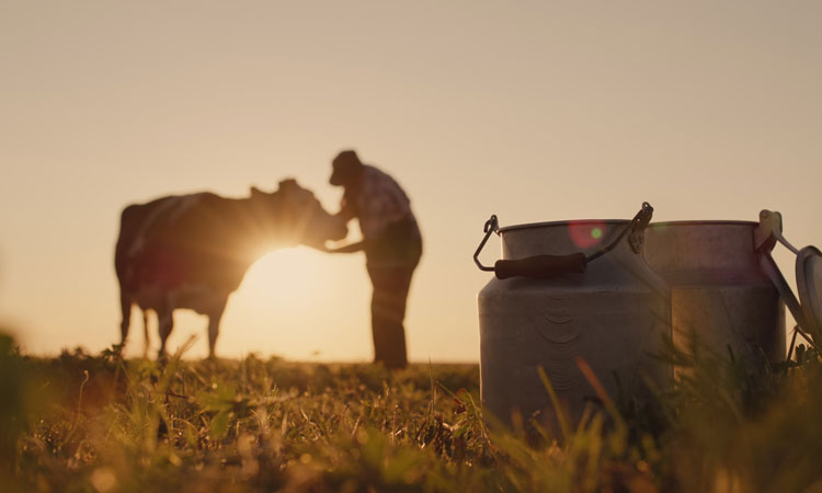 human stroking cow in field