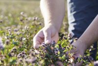 From mustard to peppermint, Ruth Davison explores how Summerdown’s regenerative farming and holistic sustainability are shaping a new model for business and the planet.