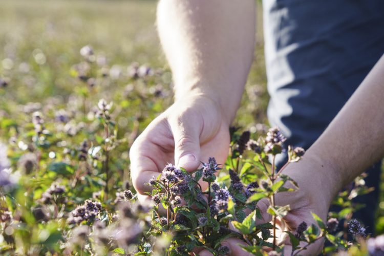 From mustard to peppermint, Ruth Davison explores how Summerdown’s regenerative farming and holistic sustainability are shaping a new model for business and the planet.
