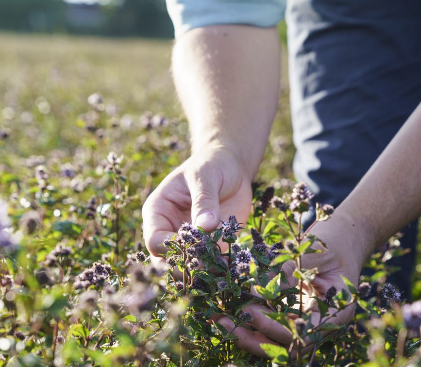 From mustard to peppermint, Ruth Davison explores how Summerdown’s regenerative farming and holistic sustainability are shaping a new model for business and the planet.