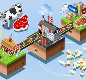 Cattle supply chain journey