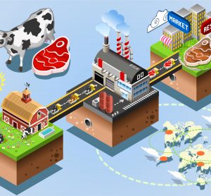 Cattle supply chain journey