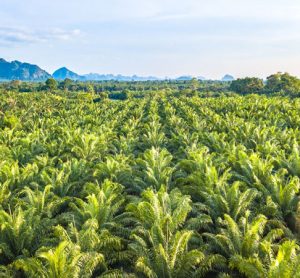 sustainable palm forest