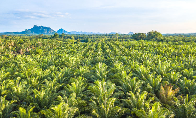 sustainable palm forest