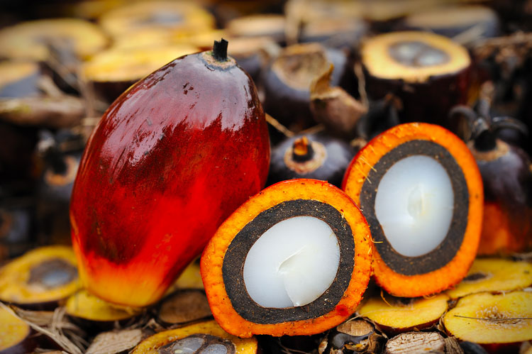 Fruit of oil palm