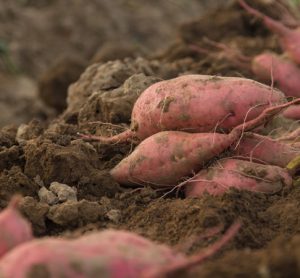 Sweet potato microbiome research ‘important first step towards improving yield’