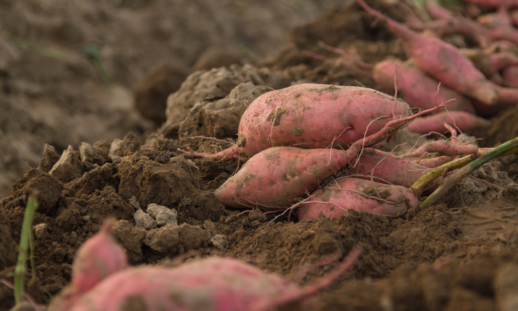 Sweet potato microbiome research ‘important first step towards improving yield’