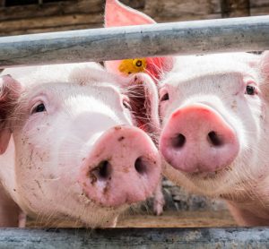 Urgent action needed to halt spread of deadly pig disease