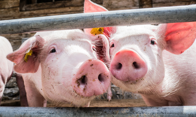 Urgent action needed to halt spread of deadly pig disease