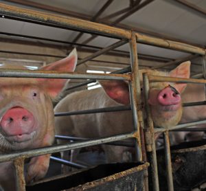 Chinese gangs spread rumours to exploit pork crisis, says report