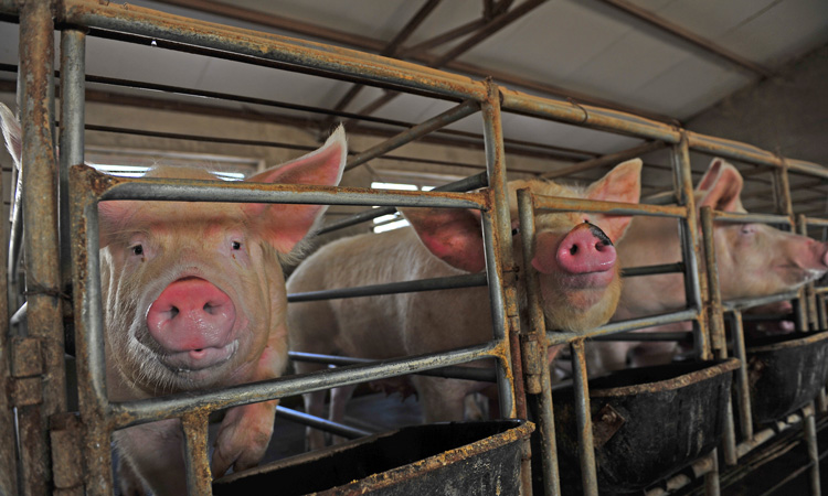 Chinese gangs spread rumours to exploit pork crisis, says report