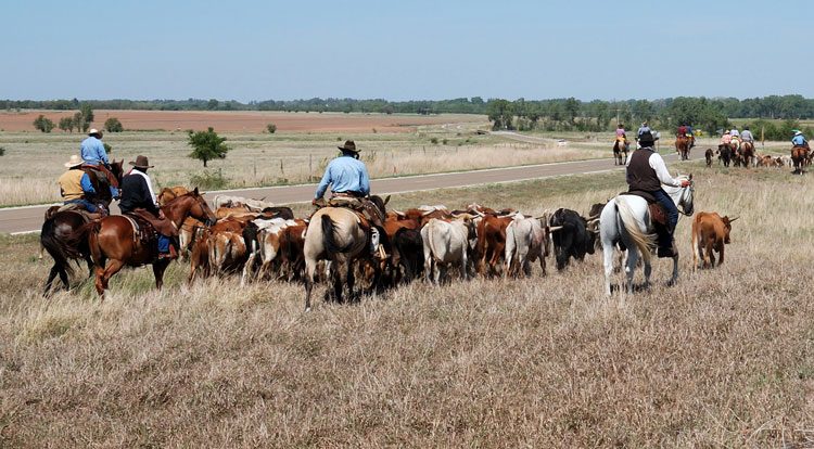 Herding cattle on a sustainable farm processing