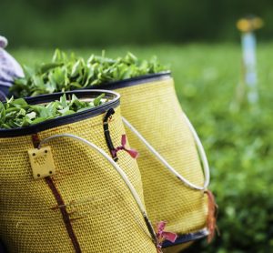 Reaching for sustainability in the tea industry