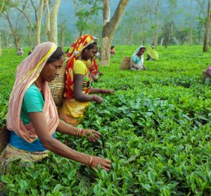 FAO calls for joint action to ensure sustainability of tea sector